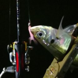 アジング練習 185