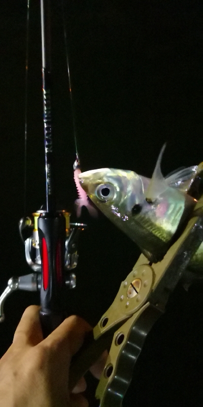 アジング練習 185