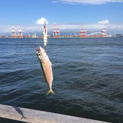 台風明け変わらず鯖。。。