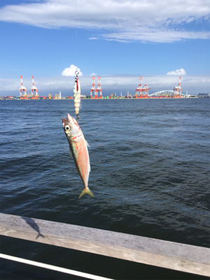 台風明け変わらず鯖。。。