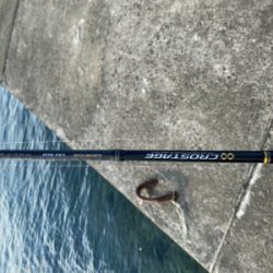 夕まずめエギング