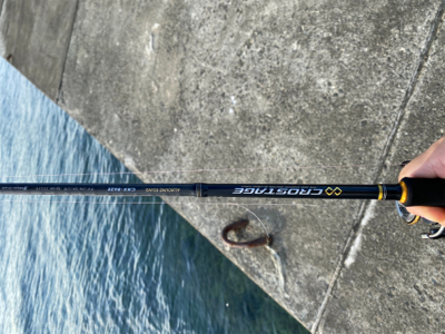 夕まずめエギング