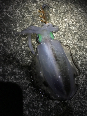 アジング　エギング