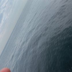 アジ爆 青物は…