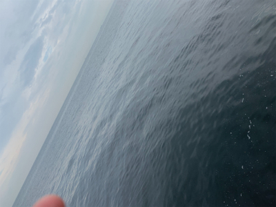 アジ爆 青物は…