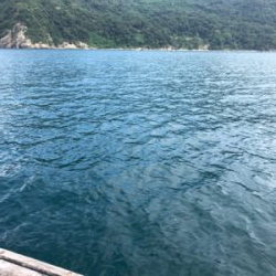 台風明けでサゴシ祭り‼️