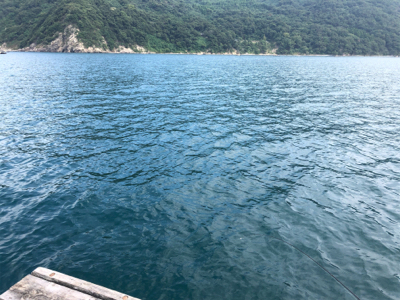 台風明けでサゴシ祭り‼️