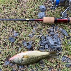 カワムツ　バス