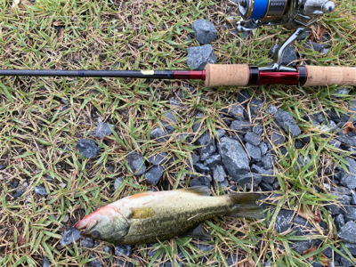 カワムツ　バス