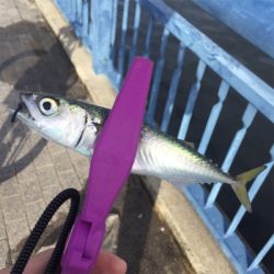 大阪湾奥アジング さば〜
