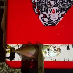 アジング練習 186