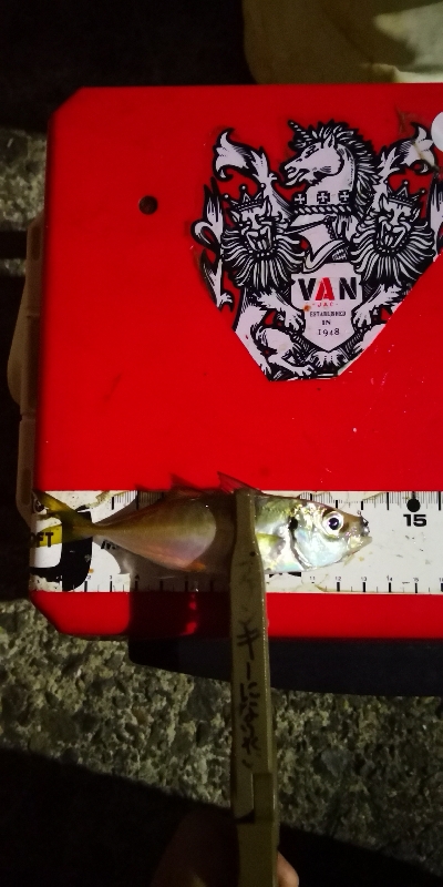 アジング練習 186