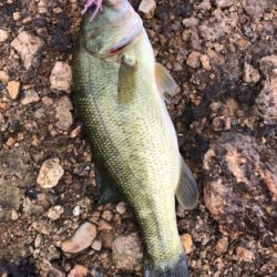 連日バス釣り(^^)