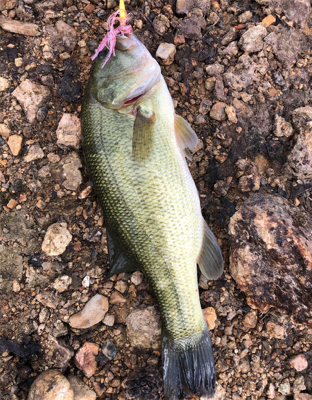 連日バス釣り(^^)