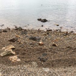 久しぶりのシーバス