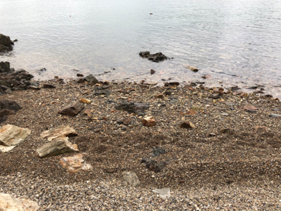 久しぶりのシーバス