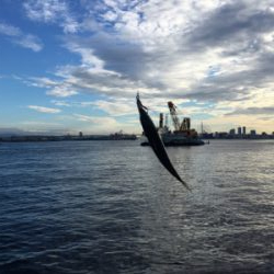 今朝も変わりなく小鯖。。。