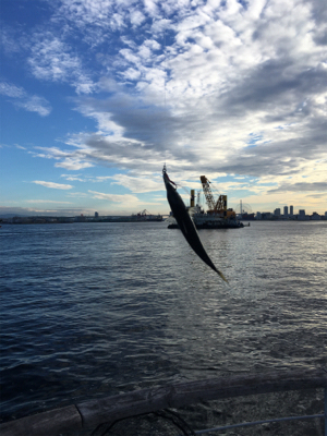 今朝も変わりなく小鯖。。。