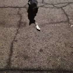 アジング練習 188