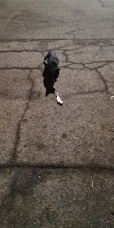 アジング練習 188