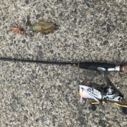 秋イカエギング