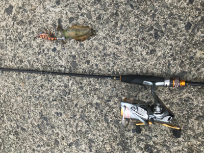 秋イカエギング