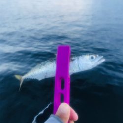 コスモスクエア釣果