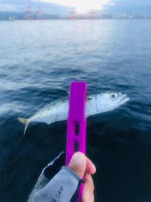 コスモスクエア釣果