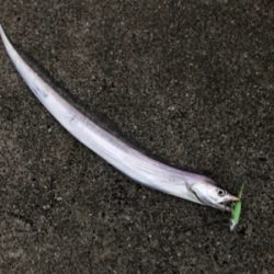 DAISO タチウオワーム 無双！