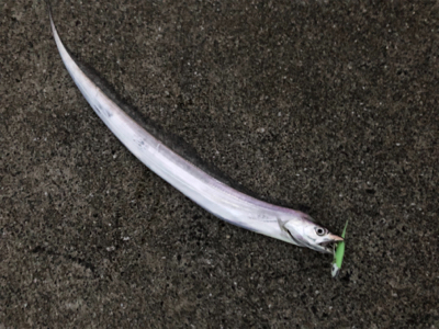 DAISO タチウオワーム 無双！