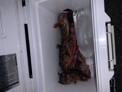 ガシラばっかり！