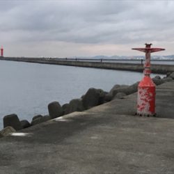 小型が多かったが4枚