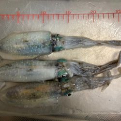 アオリエギング開幕？