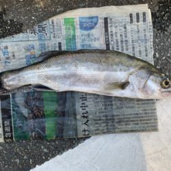 朝マズメのシーバスからチニング へ