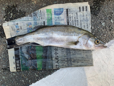 朝マズメのシーバスからチニング へ