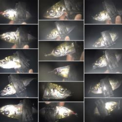 タチウオ居てません!2020ライトゲーム第26戦