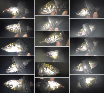 タチウオ居てません!2020ライトゲーム第26戦