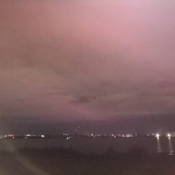 タケノコメバル35cm