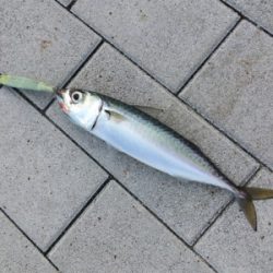 安定の鯖祭り。。。