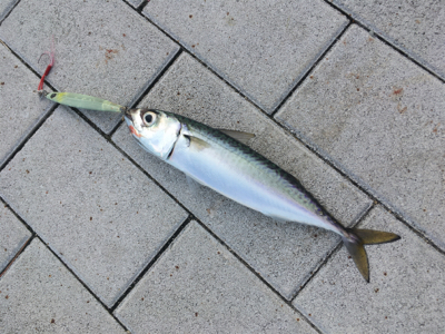 安定の鯖祭り。。。