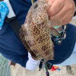 クエの赤ちゃん!?