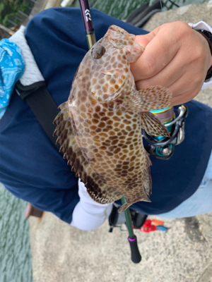 クエの赤ちゃん!?