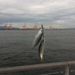 大潮初日は激しく中サバ祭り。。