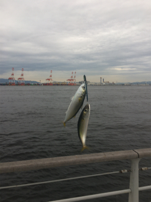 大潮初日は激しく中サバ祭り。。