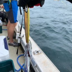 須磨沖タチウオジギング