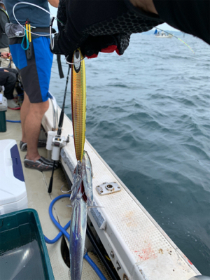 須磨沖タチウオジギング