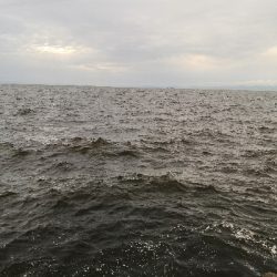 太刀魚調査はサバゲー