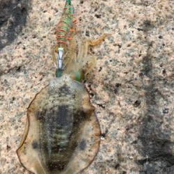 少し大きくなりました。