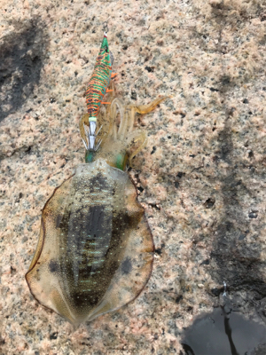 少し大きくなりました。