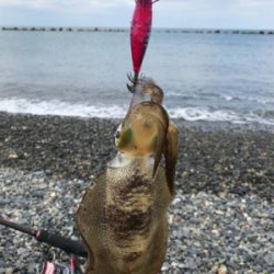 サーフエギング